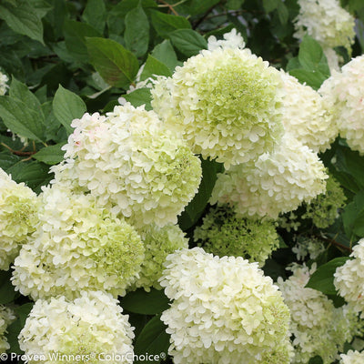 'Limelight' Panicle Hydrangea up close.