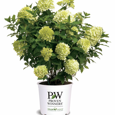 'Limelight' Panicle Hydrangea (Hydrangea paniculata)