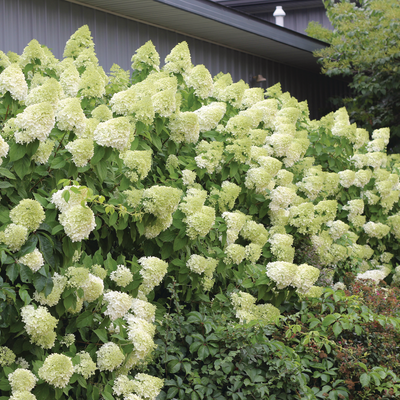 'Limelight' 'Limelight' Panicle Hydrangea in focus.