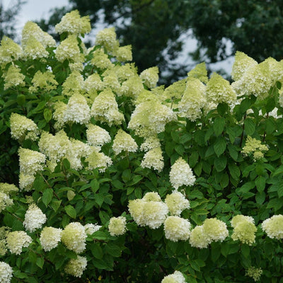 'Limelight' 'Limelight' Panicle Hydrangea in focus.