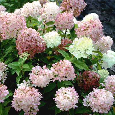 'Limelight' 'Limelight' Panicle Hydrangea in focus.