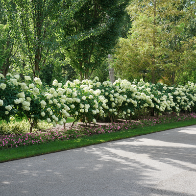 'Limelight' 'Limelight' Panicle Hydrangea in use.