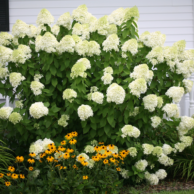 'Limelight' 'Limelight' Panicle Hydrangea in use.