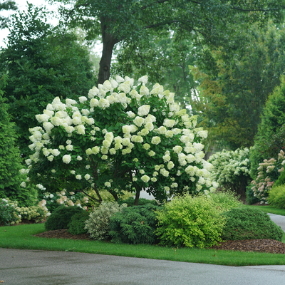 'Limelight' 'Limelight' Panicle Hydrangea in use.