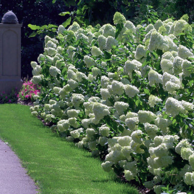 'Limelight' Panicle Hydrangea (Hydrangea paniculata)