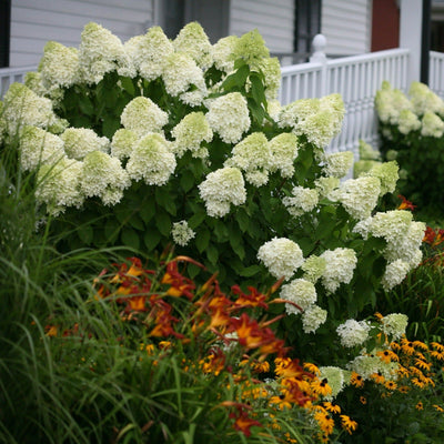 'Limelight' Panicle Hydrangea in use.