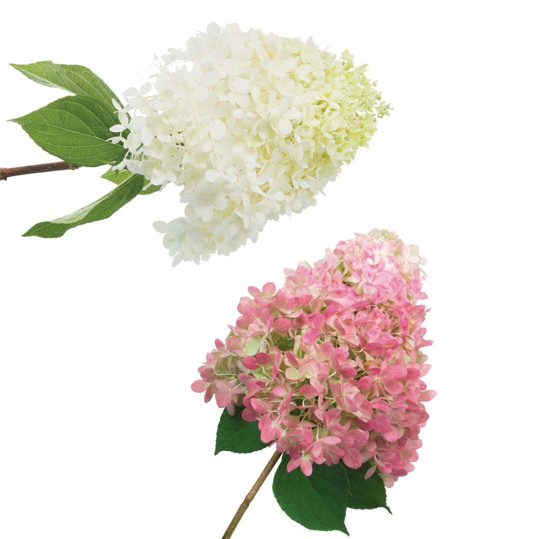 Panicle Hydrangea | 'Limelight' | Proven Winners® Shrubs – Proven