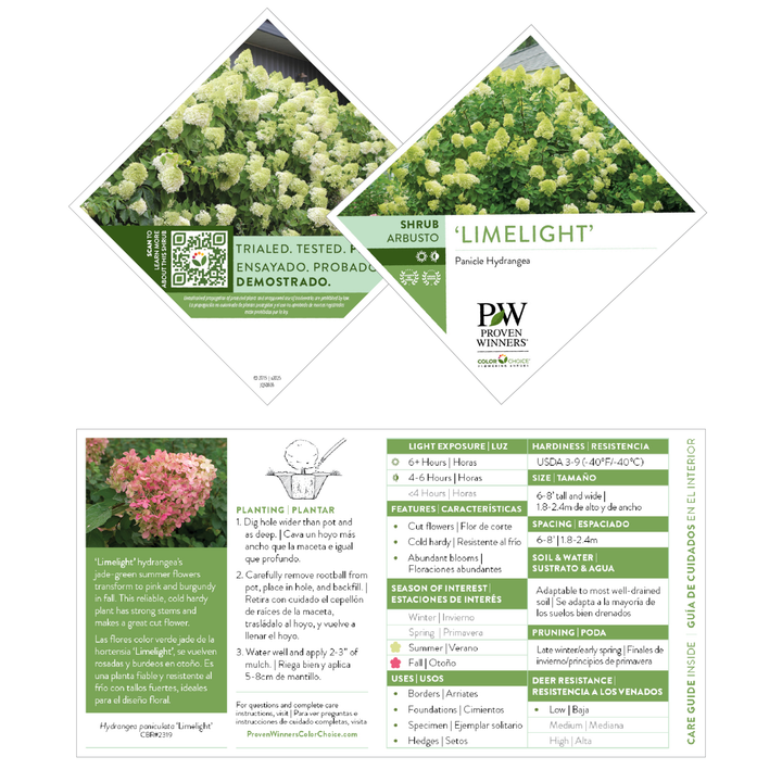 Panicle Hydrangea | 'Limelight' | Proven Winners® Shrubs – Proven