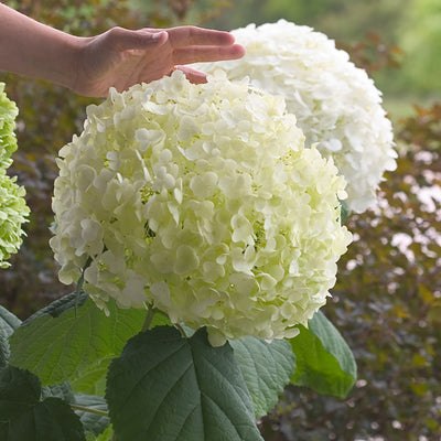 Incrediball Smooth Hydrangea up close.