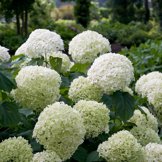 Incrediball® Smooth Hydrangea (arborescens)