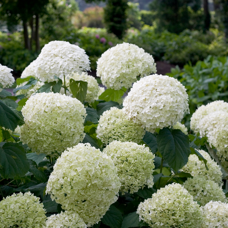 Smooth Hydrangea | Incrediball® | Proven Winners® Shrubs – Proven