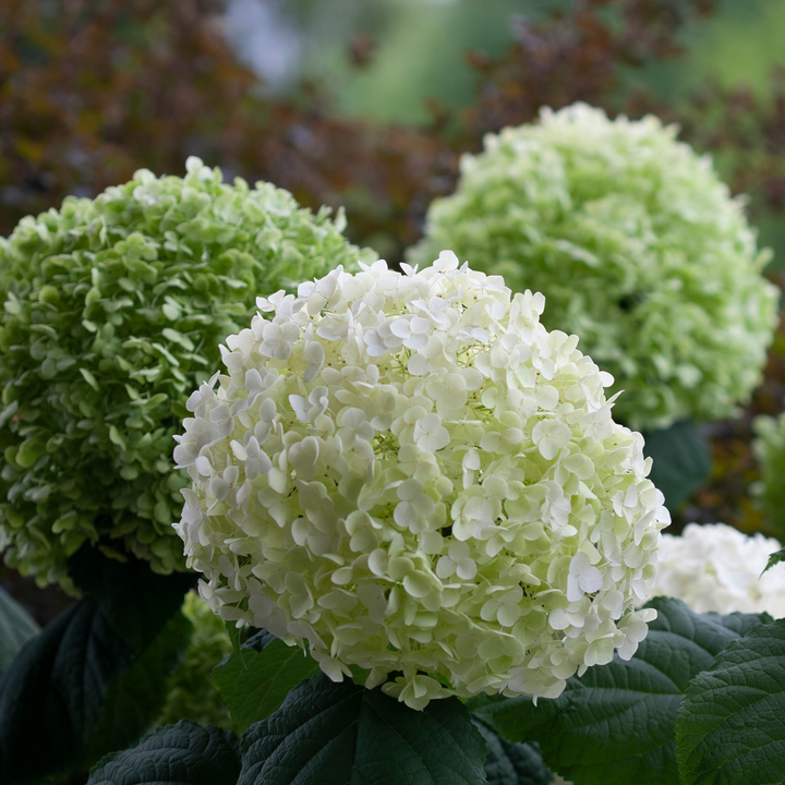 Incrediball® Smooth Hydrangea (arborescens)