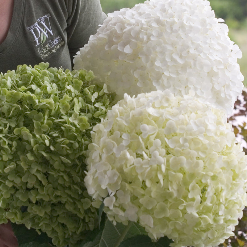 Incrediball Smooth Hydrangea up close.