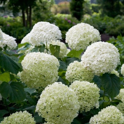 Incrediball Smooth Hydrangea up close.