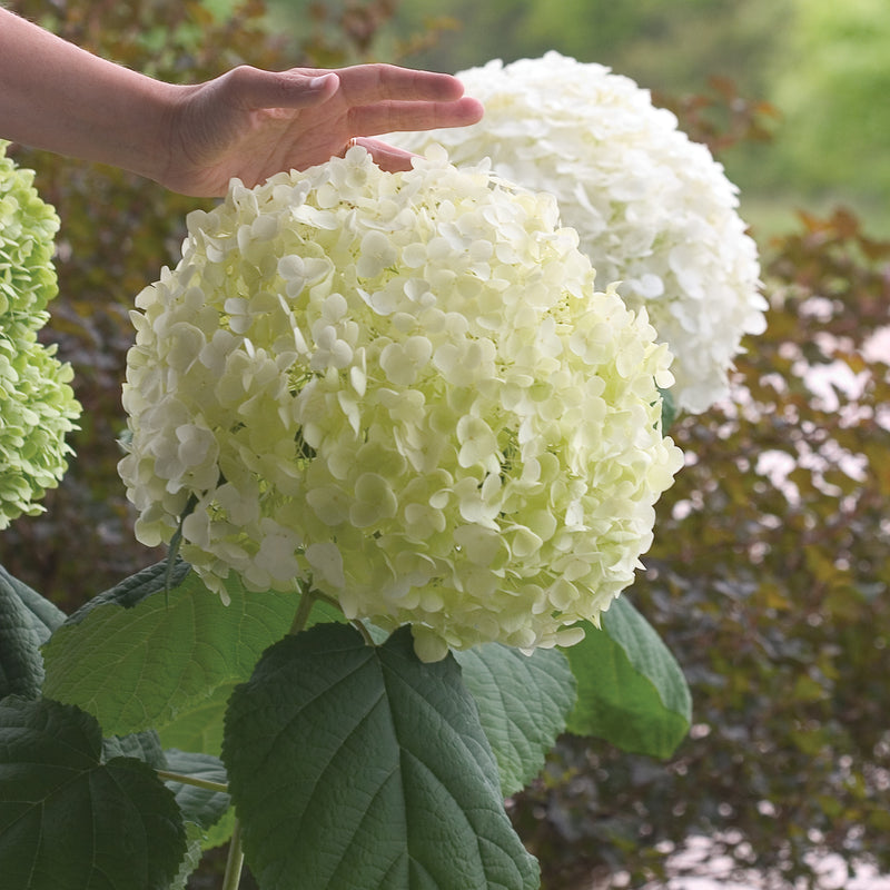 Incrediball® Smooth Hydrangea (Hydrangea arborescens)