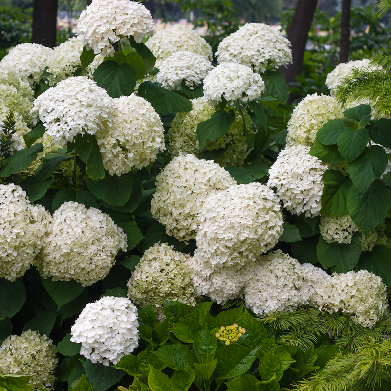 Incrediball Incrediball Smooth Hydrangea in focus.