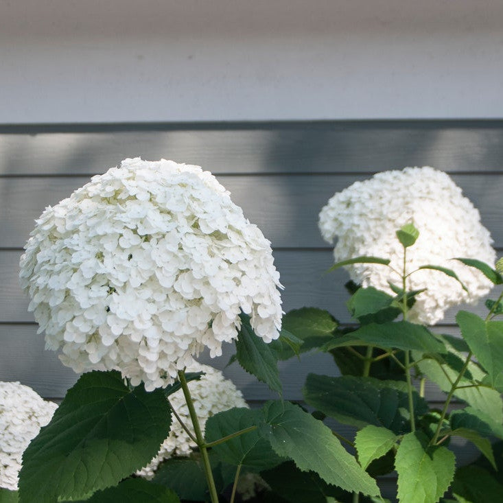 Incrediball Incrediball Smooth Hydrangea in focus.