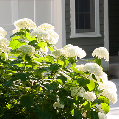 Incrediball® Smooth Hydrangea (Hydrangea arborescens)