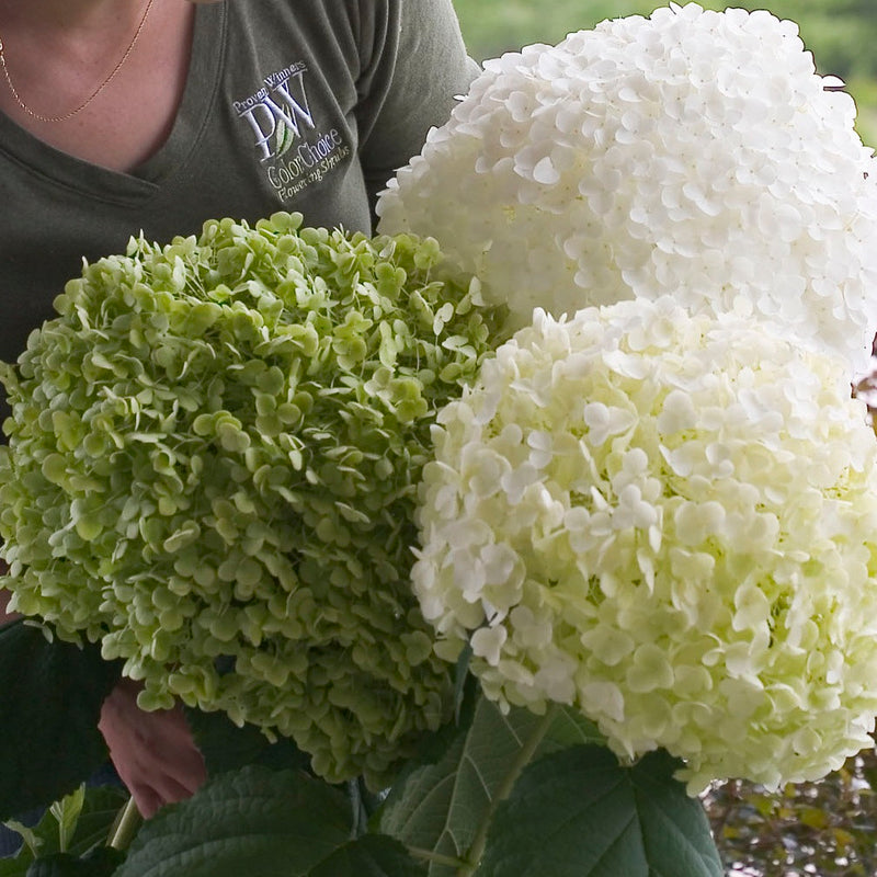 Incrediball® Smooth Hydrangea (Hydrangea arborescens)