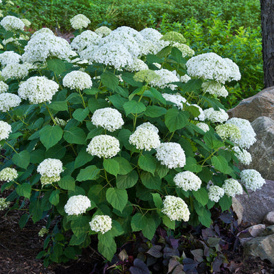 Incrediball Smooth Hydrangea in focus.