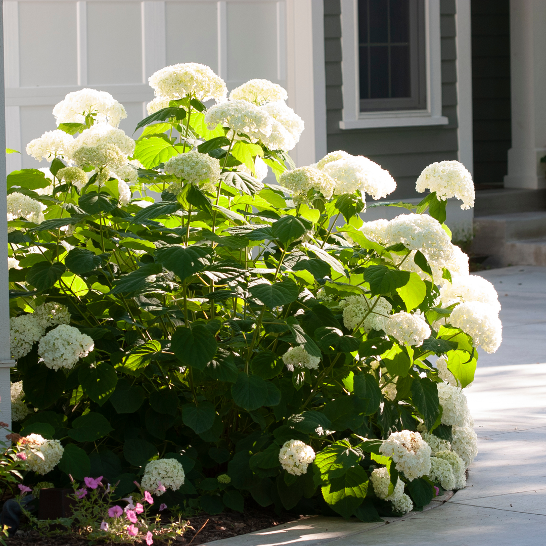Incrediball® Smooth Hydrangea (arborescens)
