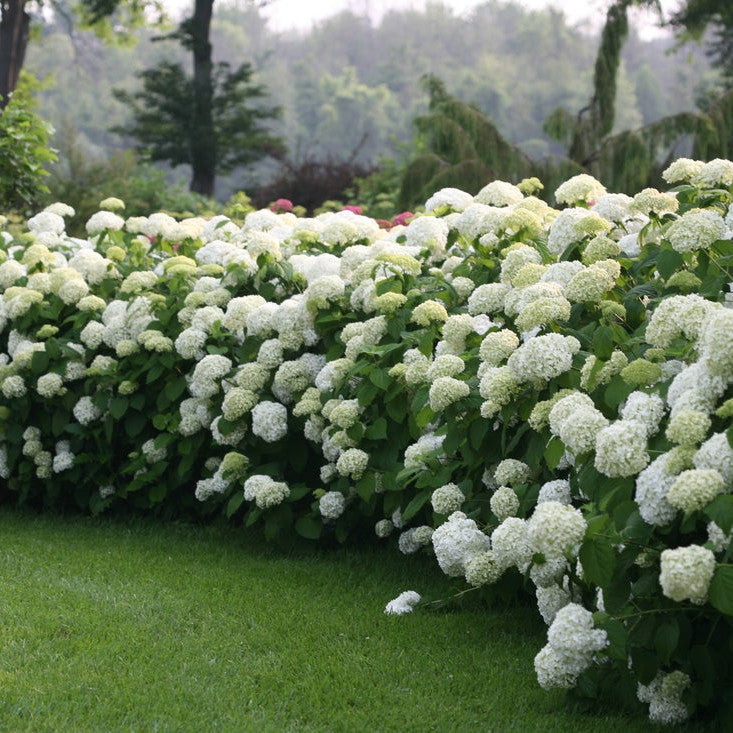 Incrediball Incrediball Smooth Hydrangea in use.