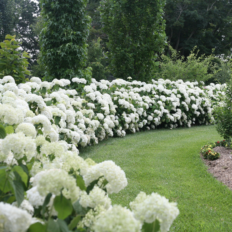 Incrediball® Smooth Hydrangea (Hydrangea arborescens)