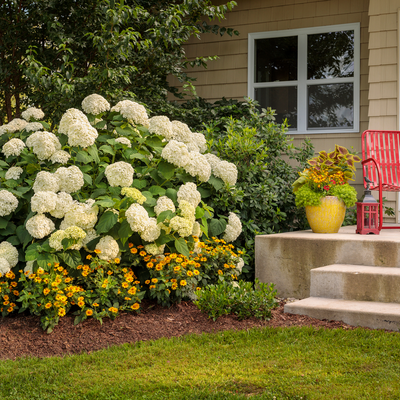 Incrediball Incrediball Smooth Hydrangea in use.