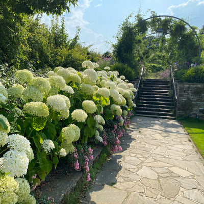 Incrediball® Smooth Hydrangea (Hydrangea arborescens)