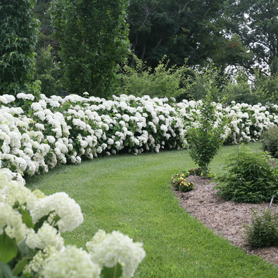 Incrediball Incrediball Smooth Hydrangea in use.