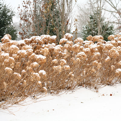 Incrediball® Smooth Hydrangea (Hydrangea arborescens)