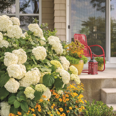 Incrediball® Smooth Hydrangea (Hydrangea arborescens)