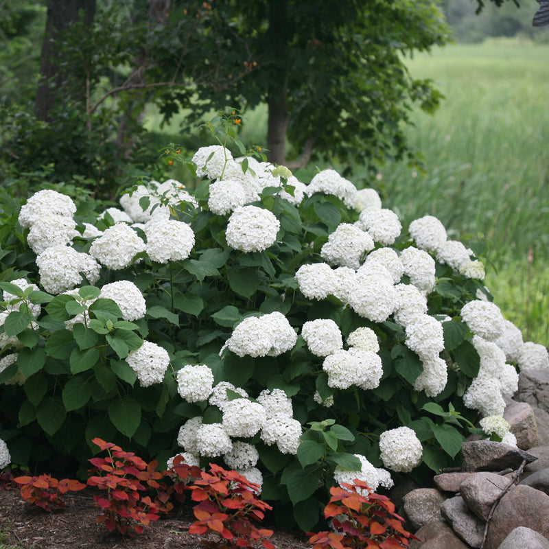 Incrediball® Smooth Hydrangea (Hydrangea arborescens)