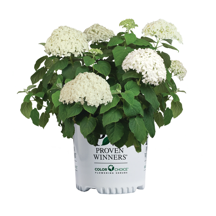 Incrediball® Smooth Hydrangea (Hydrangea arborescens)
