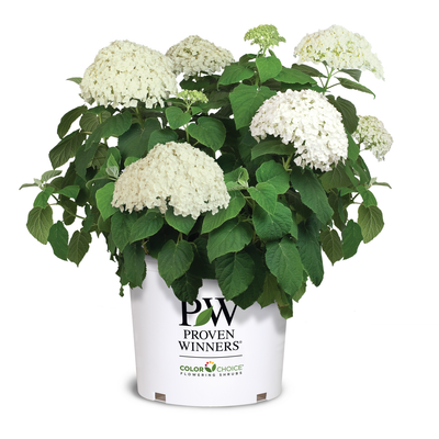 Incrediball® Smooth Hydrangea (Hydrangea arborescens)