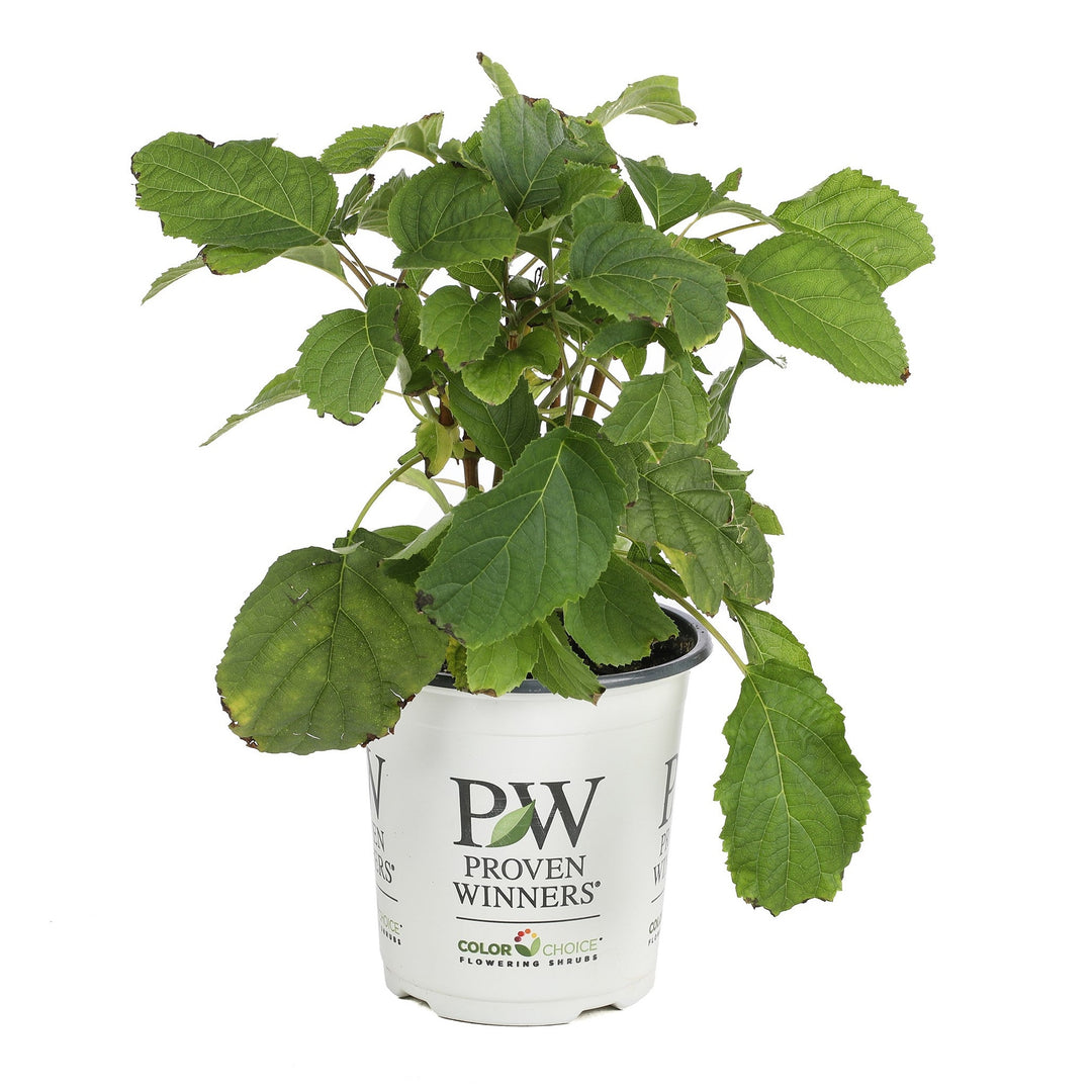 Incrediball® Smooth Hydrangea (arborescens)