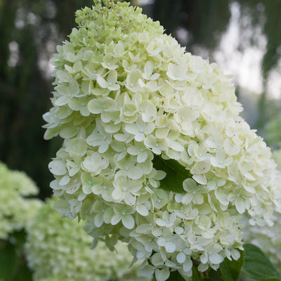 Little Lime Panicle Hydrangea up close.