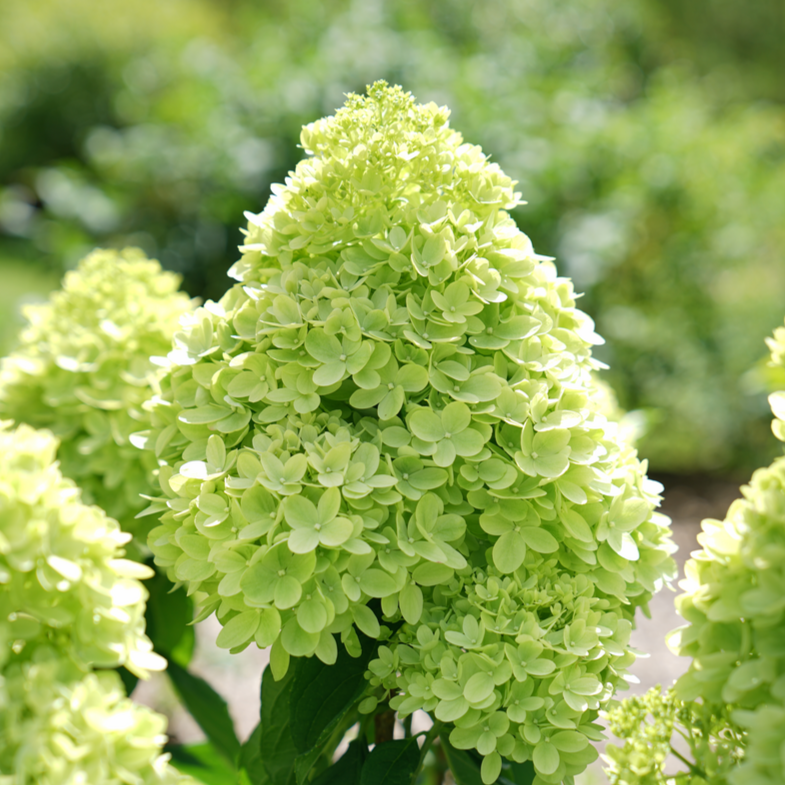 Little Lime Little Lime Panicle Hydrangea up close.