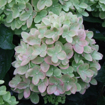 Little Lime Panicle Hydrangea up close.