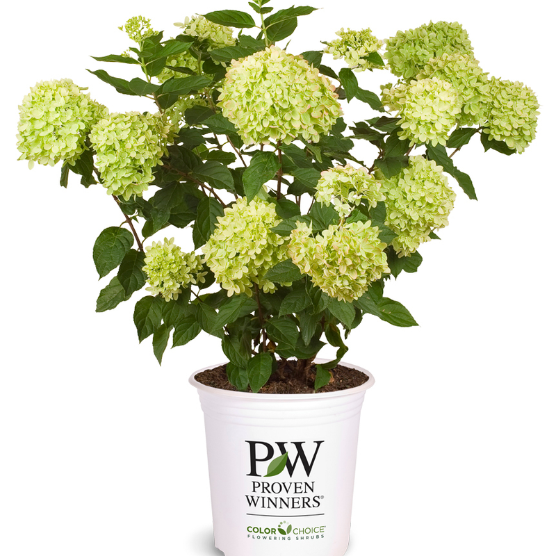 Little Lime Little Lime Panicle Hydrangea in container.