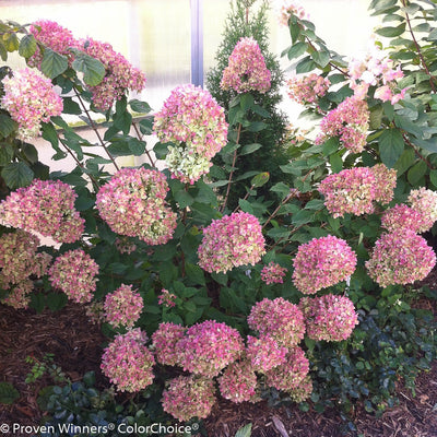 Little Lime Panicle Hydrangea in focus.