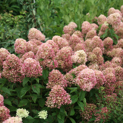 Little Lime Little Lime Panicle Hydrangea in focus.