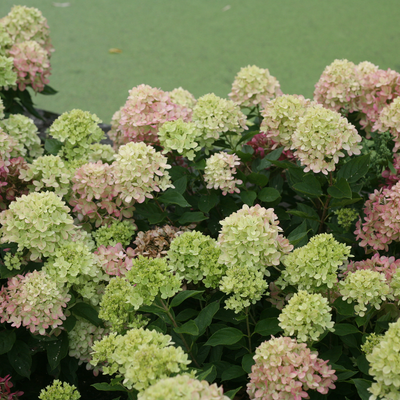 Little Lime Little Lime Panicle Hydrangea in focus.