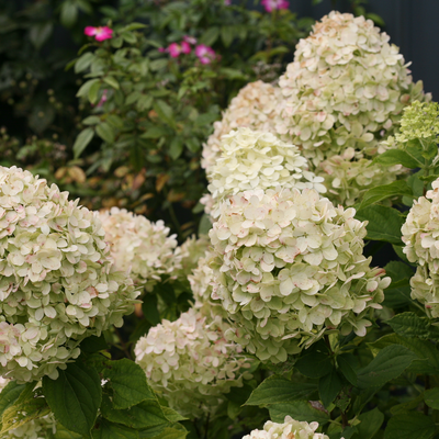 Little Lime Little Lime Panicle Hydrangea in focus.