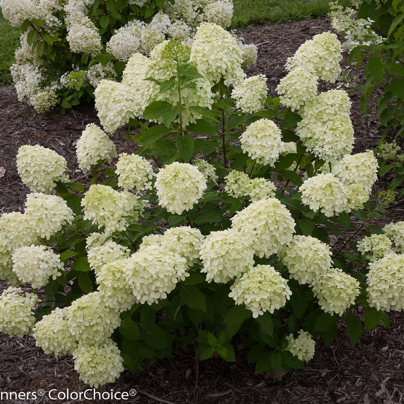 Little Lime Panicle Hydrangea in focus.