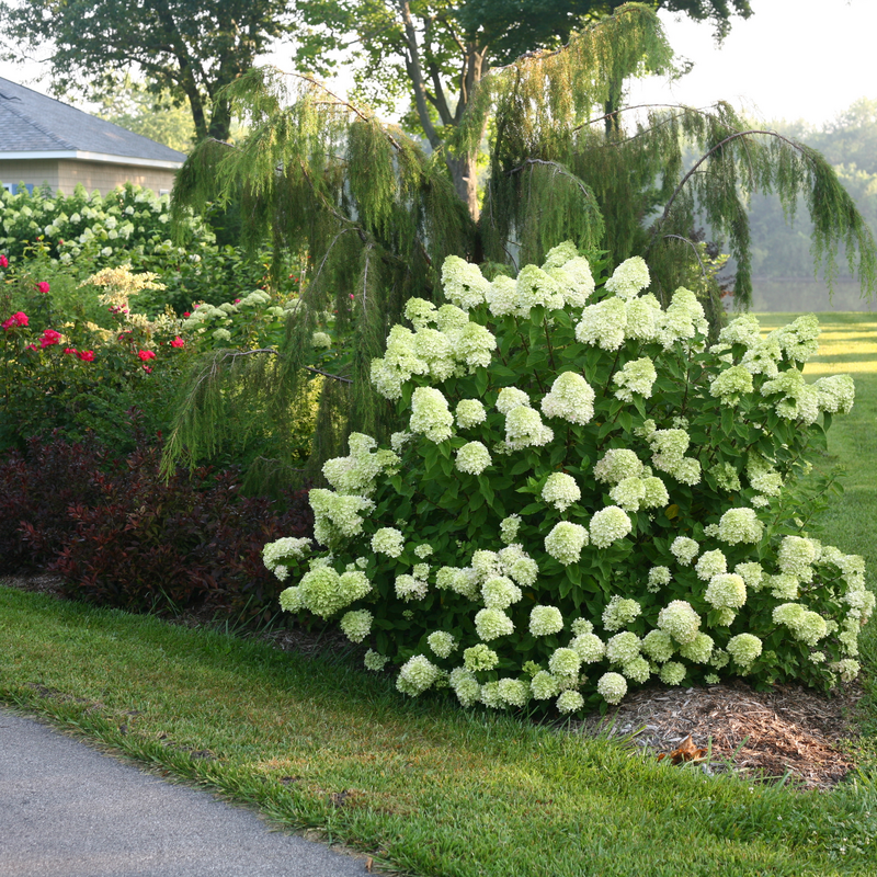 Little Lime Little Lime Panicle Hydrangea in use.