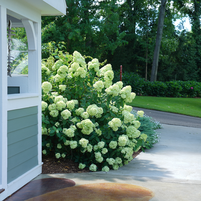 Little Lime Little Lime Panicle Hydrangea in use.