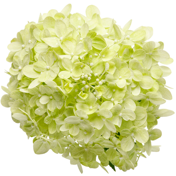 Little Lime® Panicle Hydrangea (paniculata)
