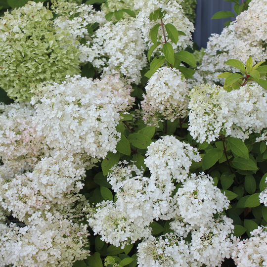 Bobo® Panicle Hydrangea (paniculata)