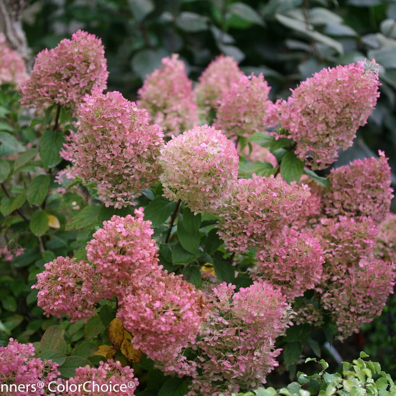 Bobo Panicle Hydrangea up close.